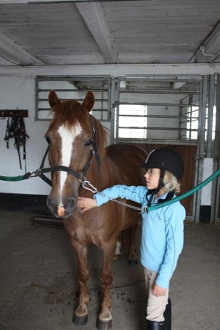 Anden særlig race Tim. <3(red :-'( ) - Ridelejr 2010

(Foto Lejrerideklub) billede 5