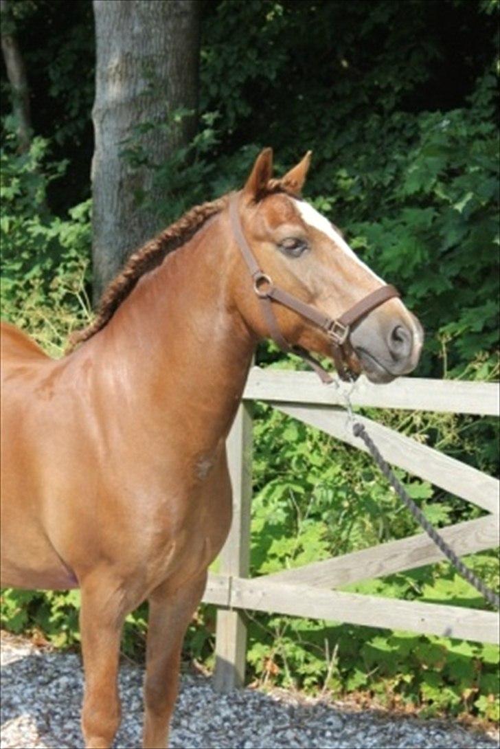 Anden særlig race Tim. <3(red :-'( ) - Flotte fyr. <3

(Foto lejrerideklub) billede 3