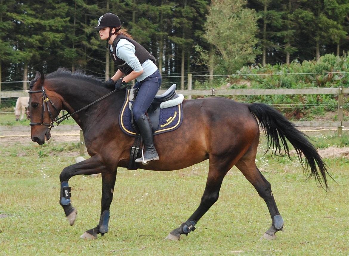 Anden særlig race Banko billede 20