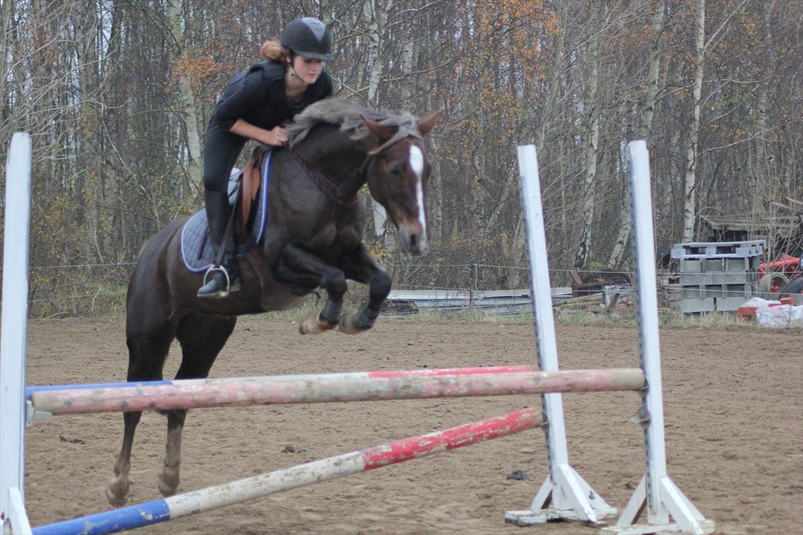Welsh Cob (sec D) Bogensø's Queen - >> Du mit et og alt. alt i én, alle mine drømme i den samme kvind <3 << billede 4