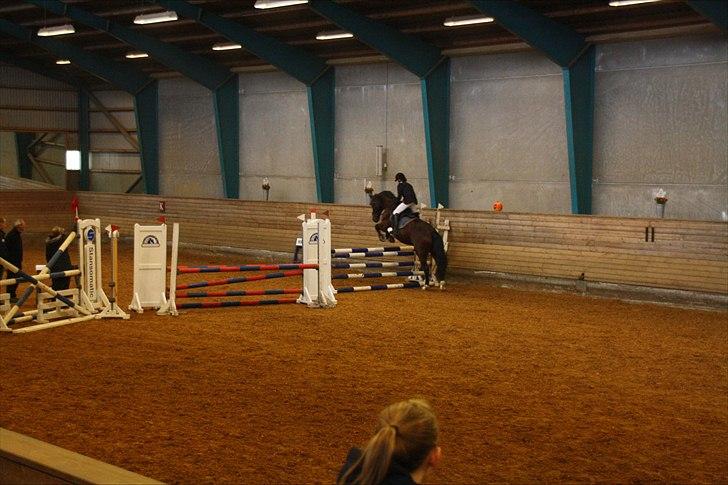 Anden særlig race Øko. billede 15