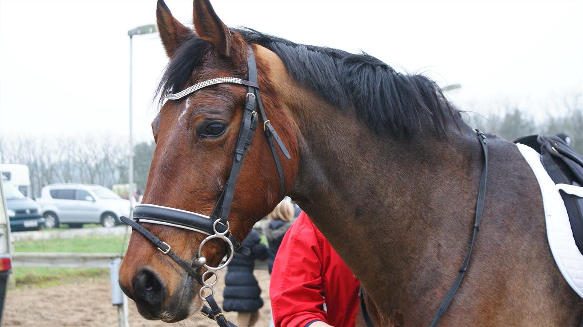 Oldenborg Dúche <3 - Smukke hest i Bramming <3 billede 3