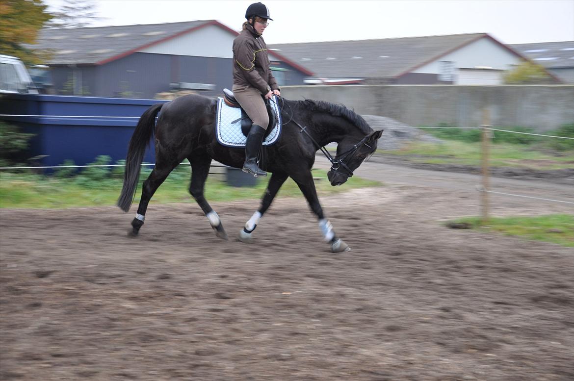 Traver Ikaros Herve - R.I.P - Gang med dressuren og den går mere end frem af :D billede 8