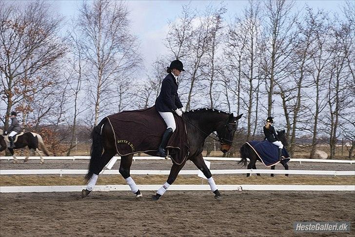 Anden særlig race Teddy - Stævne i HARK billede 2