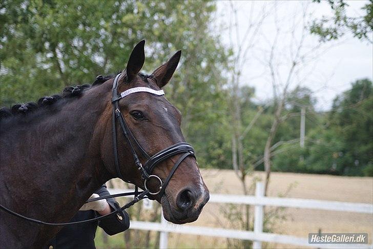 Anden særlig race Teddy - fra stævnet i Rosenholm billede 4
