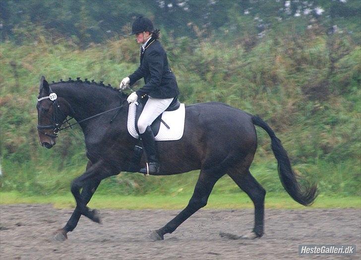 Anden særlig race Teddy - Stævne i silende Regn billede 5