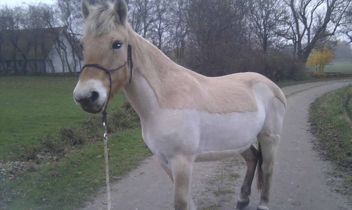 Fjordhest Marika Møldrup billede 20
