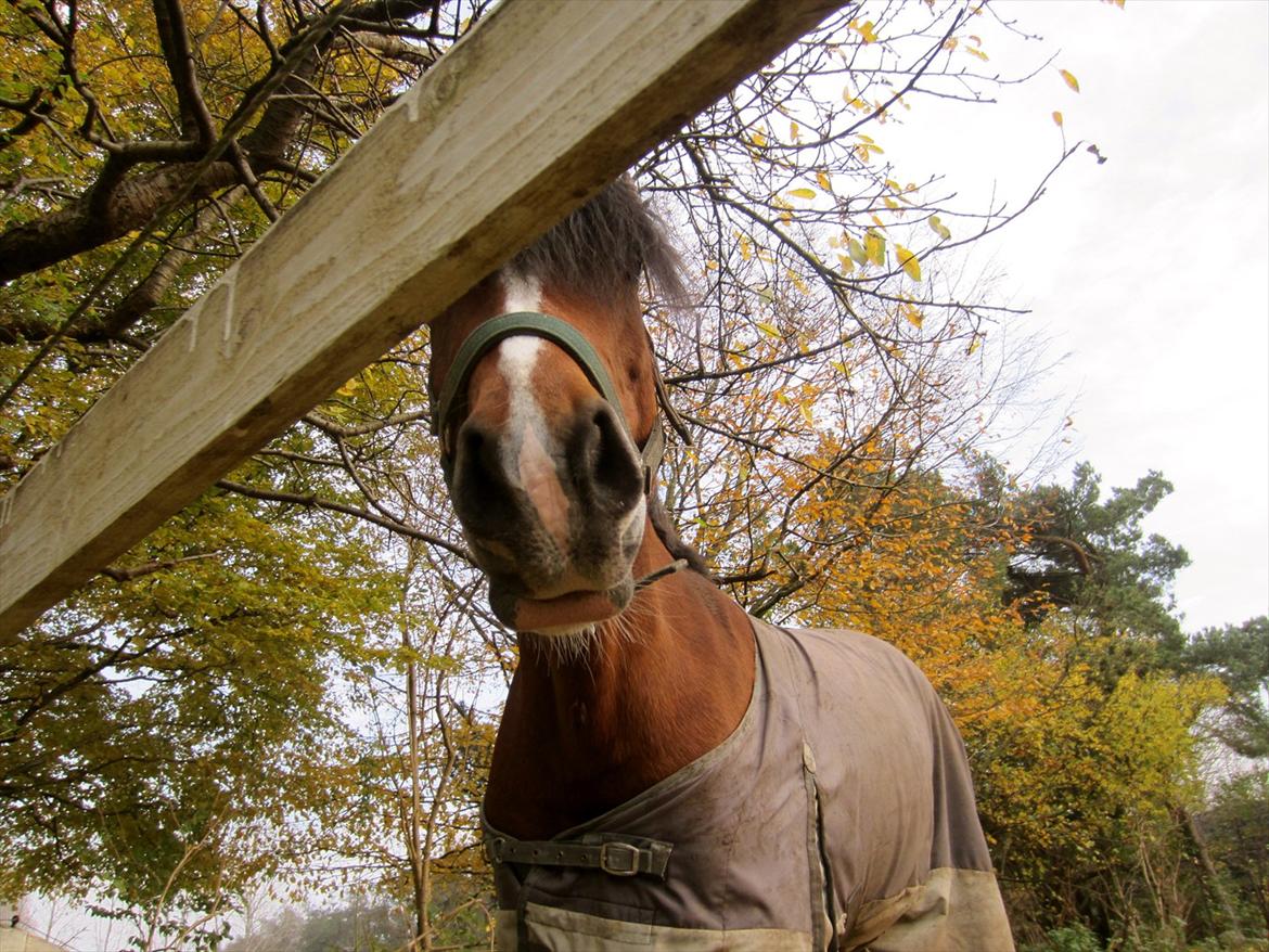 Welsh Cob (sec D) Lindbergs Fashion R.I.P d. 14/3-12 - Fordi du er så smuk! billede 18