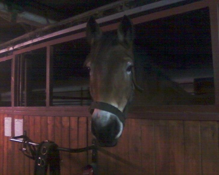 Nordsvensk Skovhest Emma - 07/11-2011, Emma tilfred og mæt i sin boks efter aftensmad billede 9