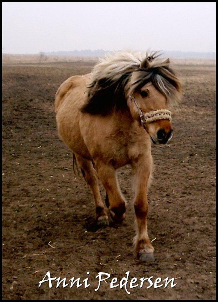 Anden særlig race Karoline Dunkans billede 2