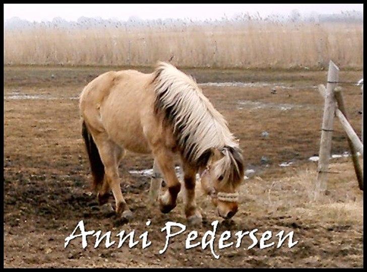 Anden særlig race Karoline Dunkans billede 3