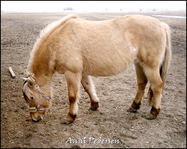 Anden særlig race Karoline Dunkans billede 4