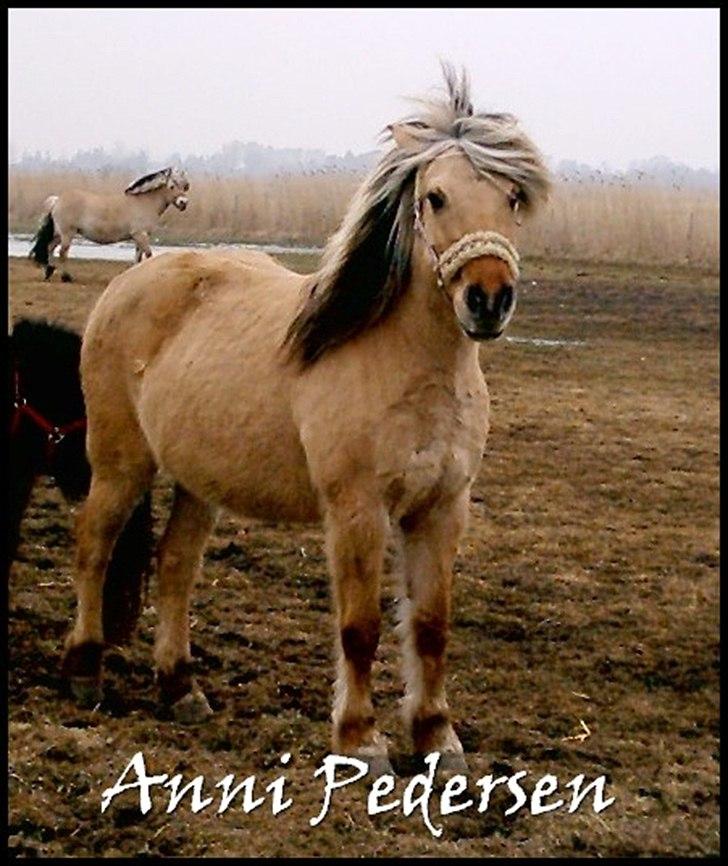 Anden særlig race Karoline Dunkans billede 5