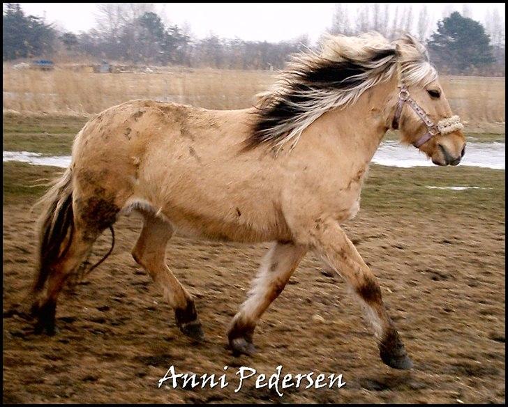 Anden særlig race Karoline Dunkans billede 6
