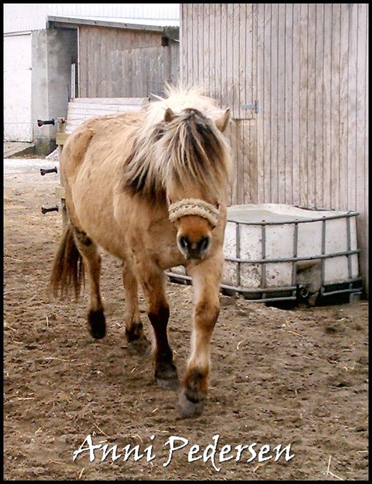 Anden særlig race Karoline Dunkans billede 7