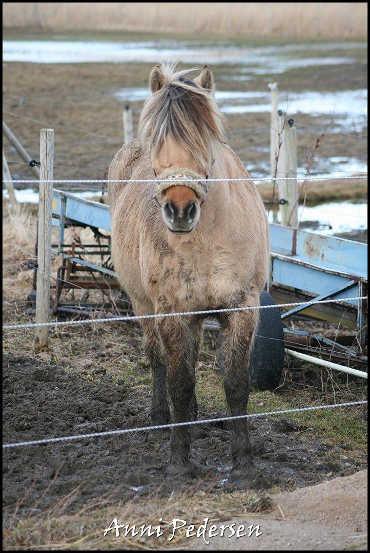 Anden særlig race Karoline Dunkans billede 8