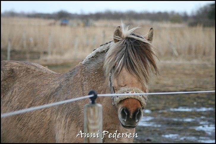 Anden særlig race Karoline Dunkans billede 9