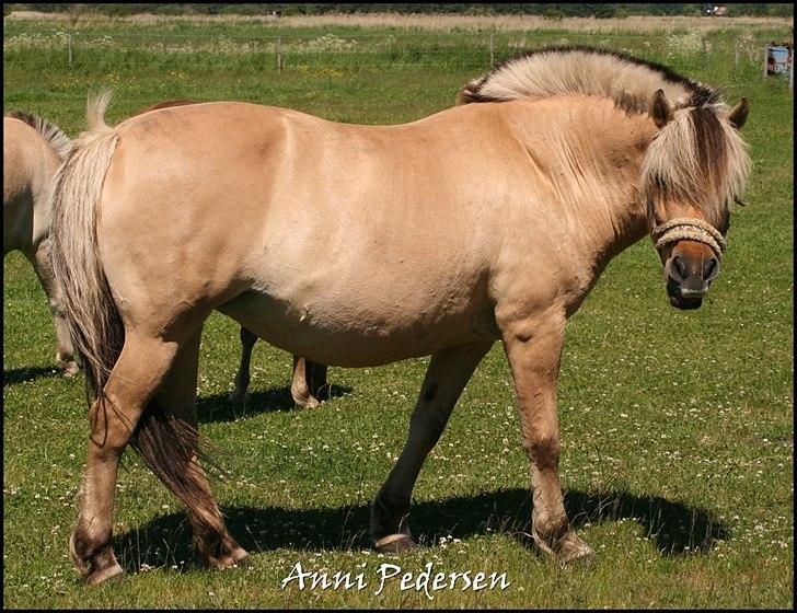 Anden særlig race Karoline Dunkans billede 15