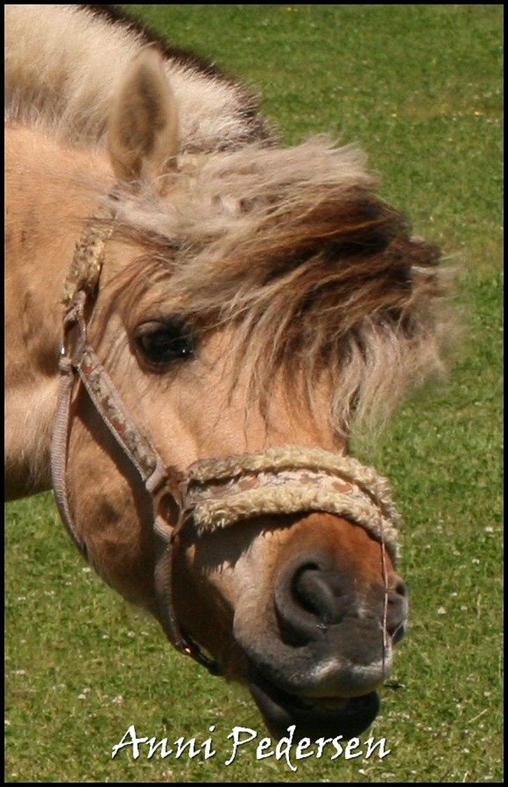 Anden særlig race Karoline Dunkans billede 17