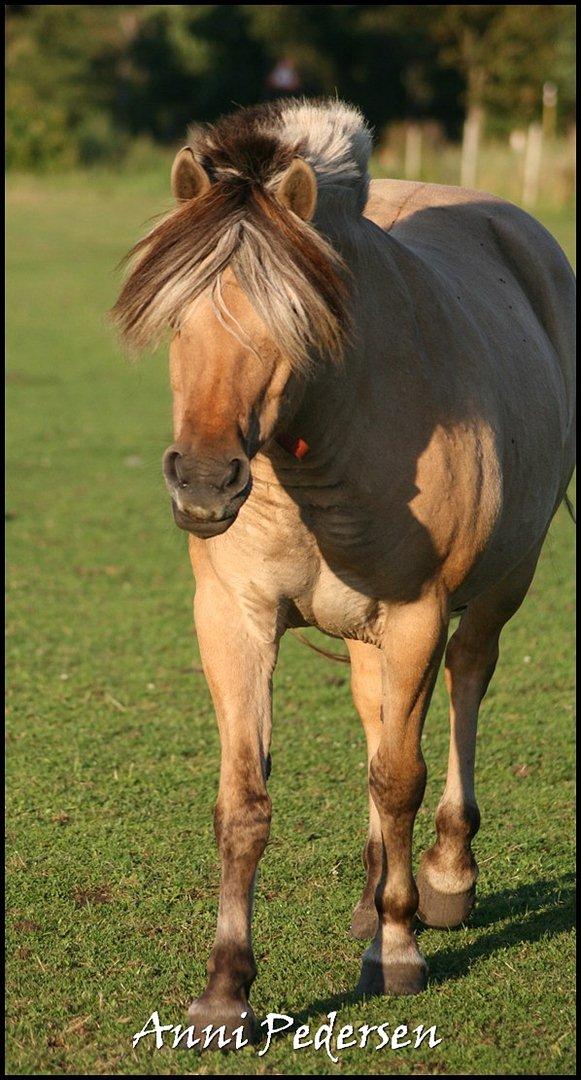 Anden særlig race Karoline Dunkans billede 18