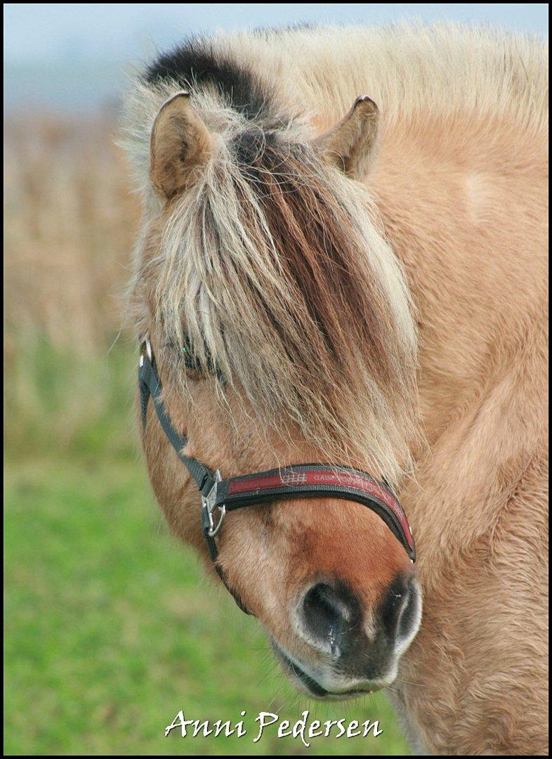 Anden særlig race Karoline Dunkans billede 19