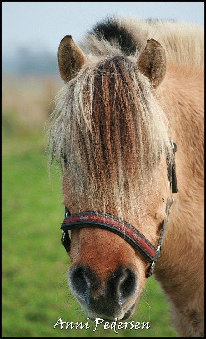 Anden særlig race Karoline Dunkans billede 20