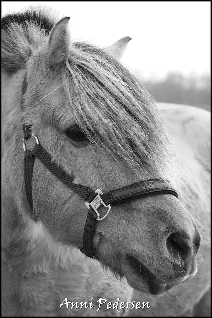 Anden særlig race Karoline Dunkans billede 1