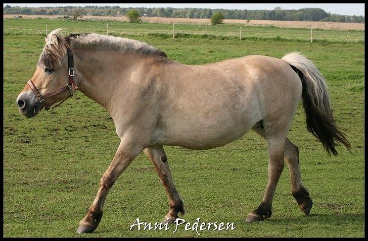 Fjordhest April billede 7