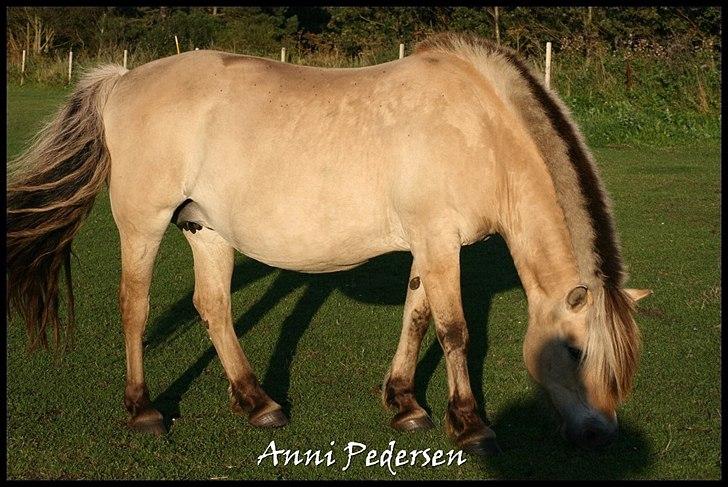 Fjordhest April billede 8