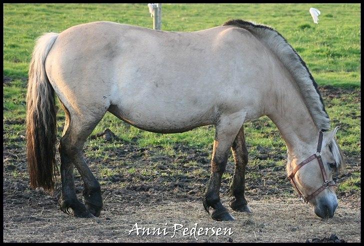 Fjordhest April billede 9