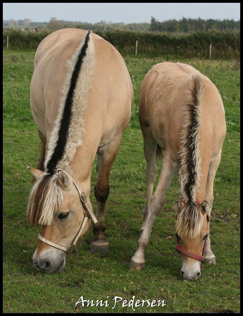 Fjordhest April billede 15