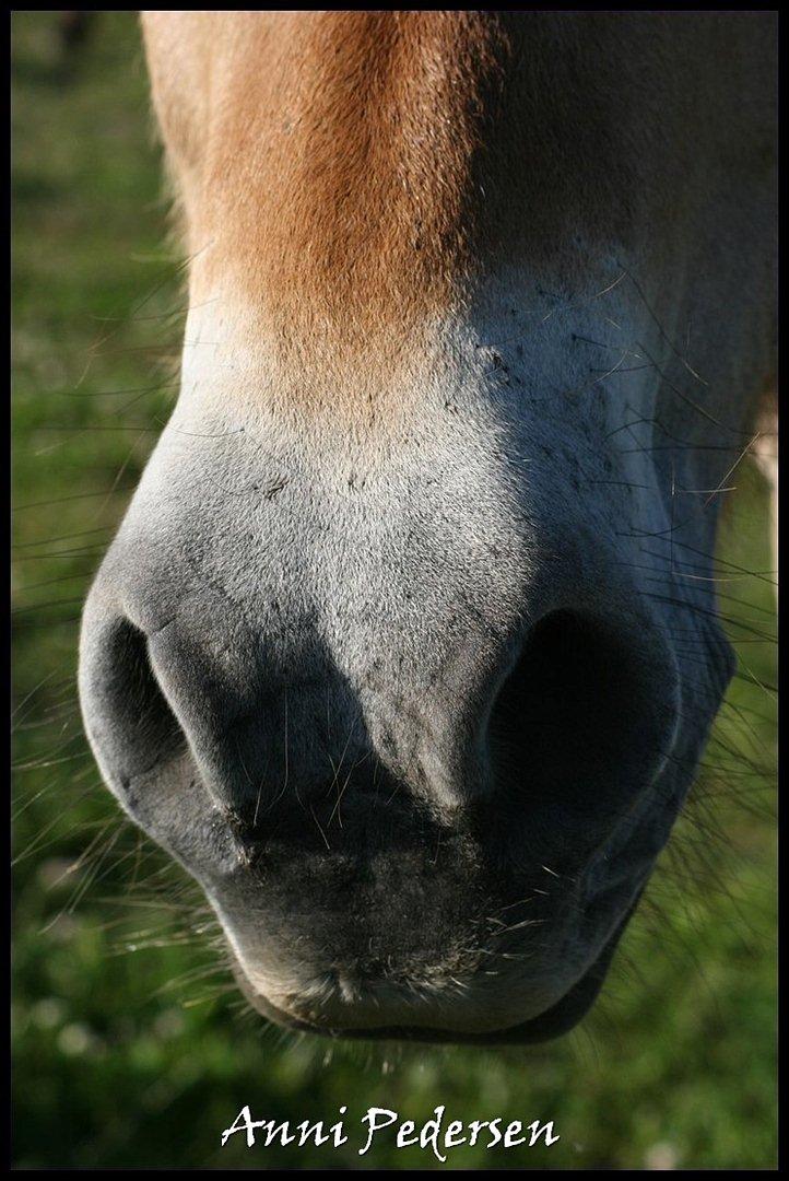 Fjordhest April billede 16