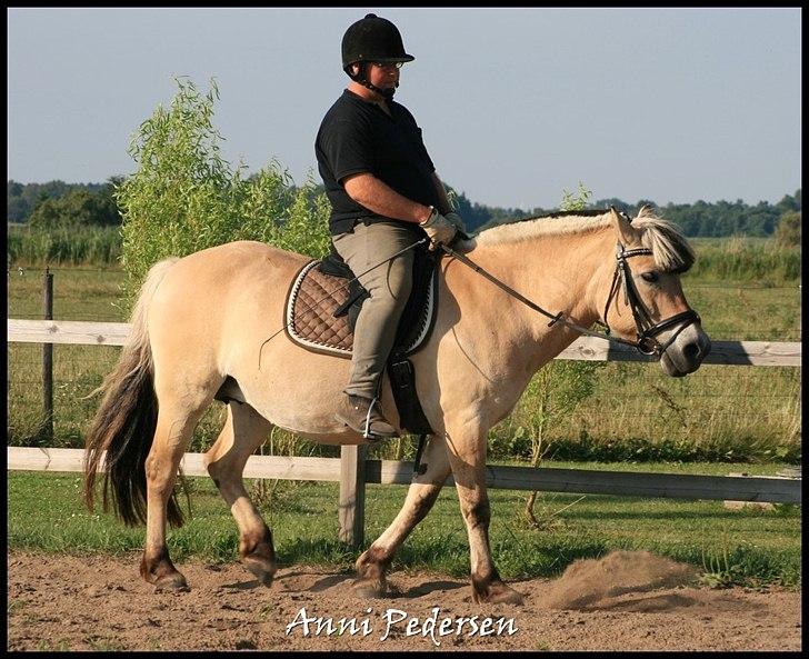 Fjordhest April billede 17