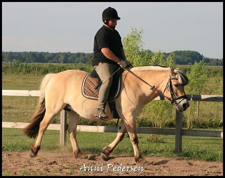 Fjordhest April billede 1