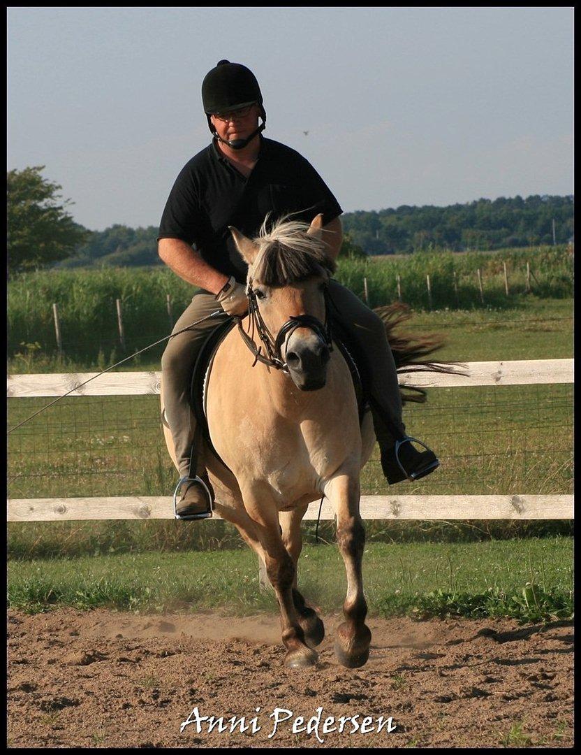 Fjordhest April billede 18