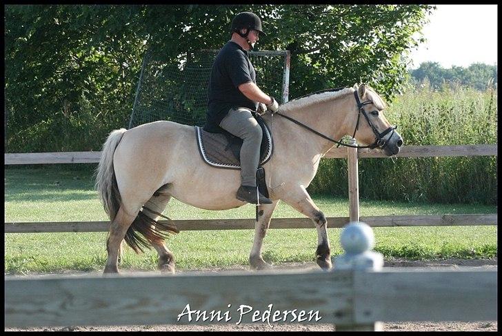 Fjordhest April billede 20