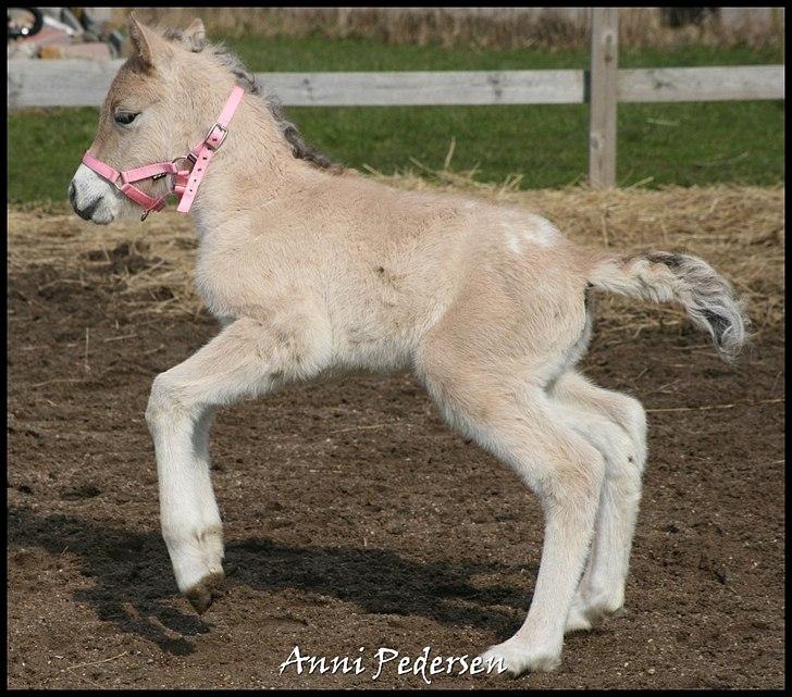 Anden særlig race Dunkans Galina billede 4