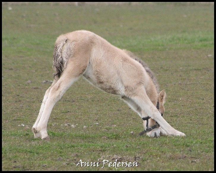 Anden særlig race Dunkans Galina billede 5