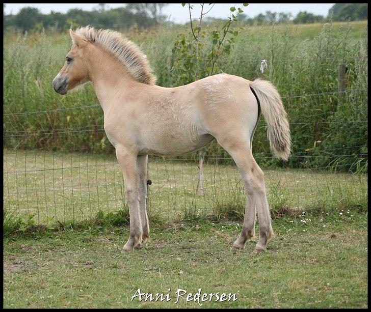 Anden særlig race Dunkans Galina billede 11
