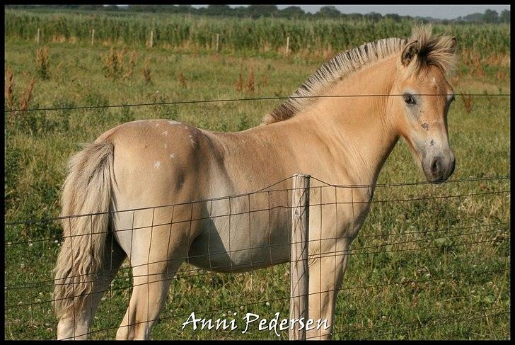 Anden særlig race Dunkans Galina billede 12