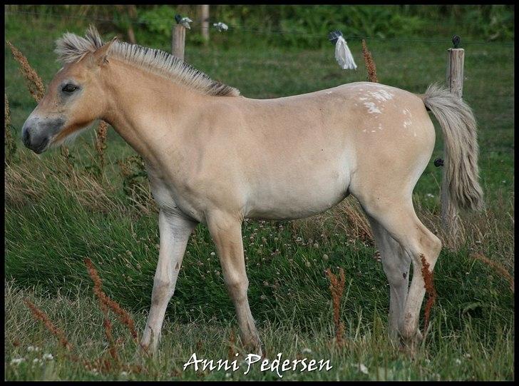 Anden særlig race Dunkans Galina billede 13