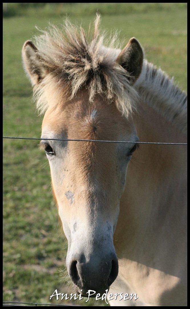 Anden særlig race Dunkans Galina billede 14