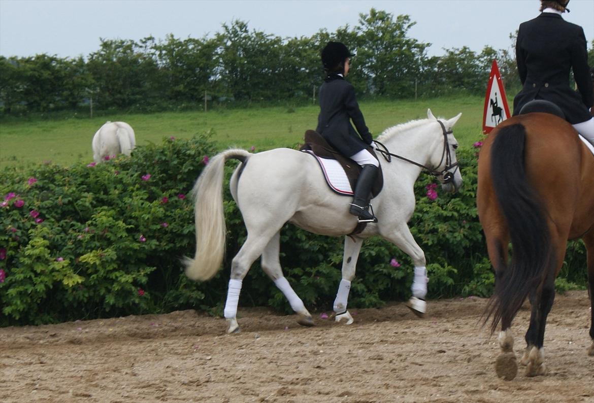 Anden særlig race Mister Elvis *solgt* - jaja(: han kan stadig(:<3 billede 18