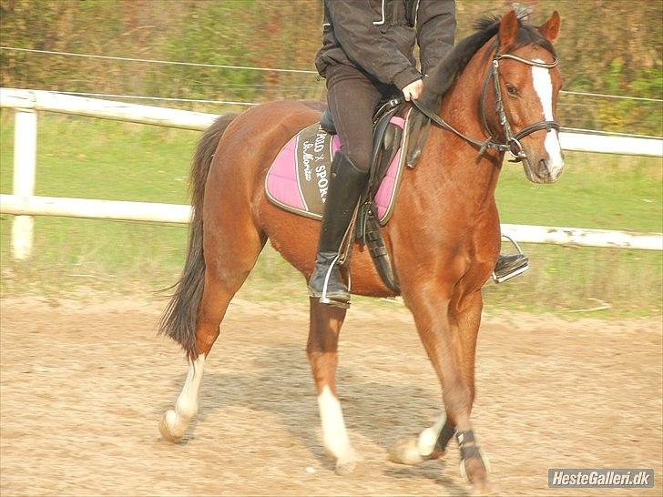 Welsh Pony af Cob-type (sec C) DON JUNIOR - Aller 1. gang jeg red ham! Han kunne virkelig intet på det tidspunkt. billede 2