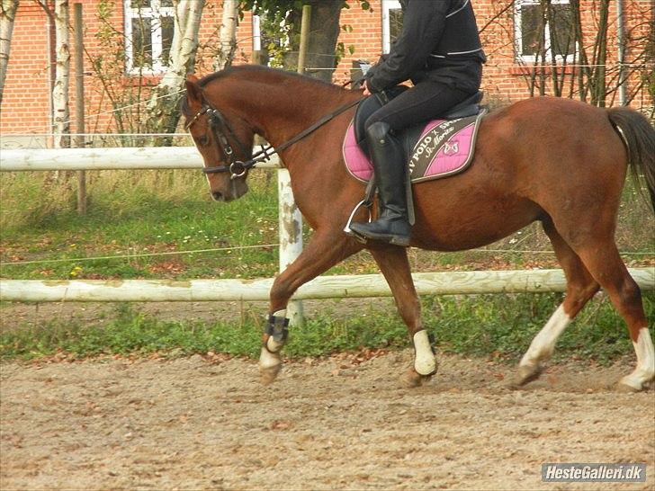 Welsh Pony af Cob-type (sec C) DON JUNIOR - MH-Foto
Aller 1. gang jeg red ham! Han kunne virkelig intet på det tidspunkt. billede 6