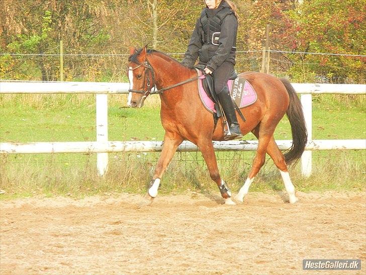 Welsh Pony af Cob-type (sec C) DON JUNIOR - MH-Foto
Aller 1. gang jeg red ham! Han kunne virkelig intet på det tidspunkt. billede 7
