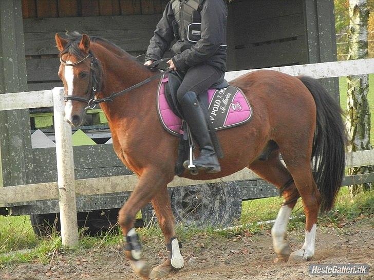Welsh Pony af Cob-type (sec C) DON JUNIOR - MH-Foto
Aller 1. gang jeg red ham! Han kunne virkelig intet på det tidspunkt. billede 8