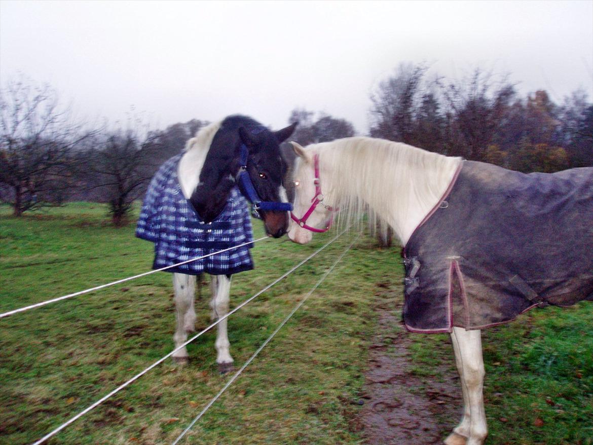 Paint Cosmo. mit hjerte barn  - hey der billede 19