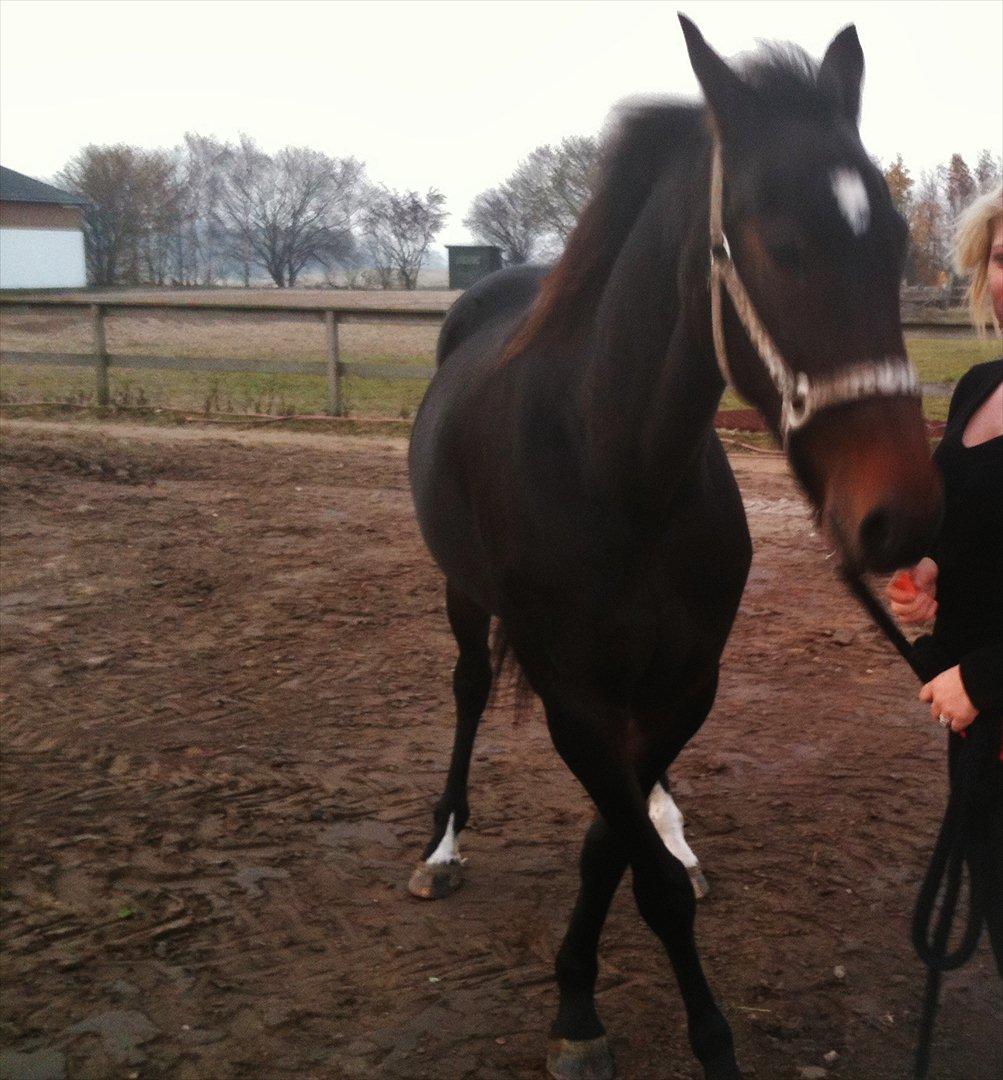 Traver Bella Donna billede 14