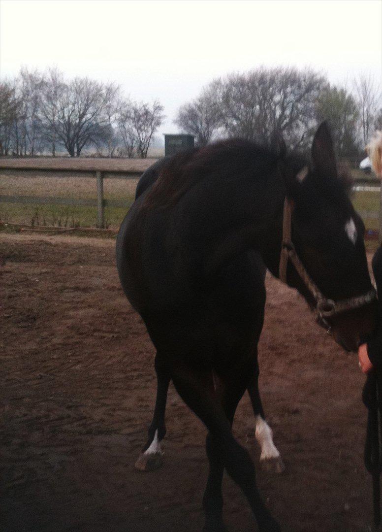 Traver Bella Donna billede 15